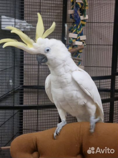 Большой попугай