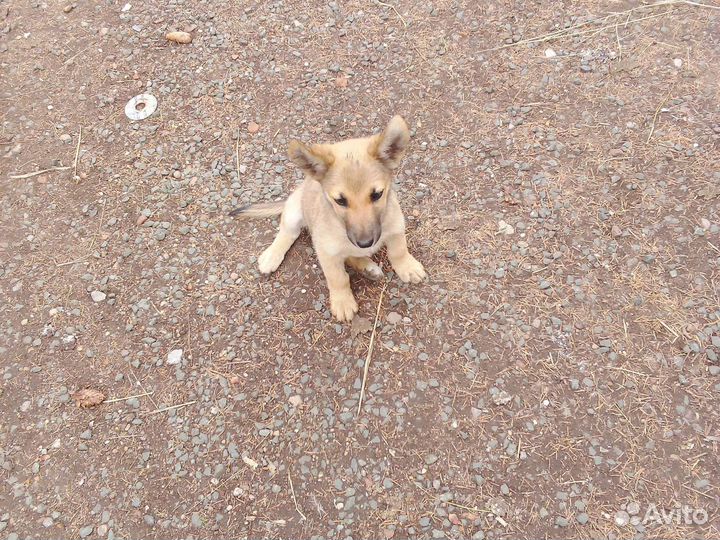 Собачка без клички