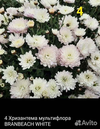 Мультифлора