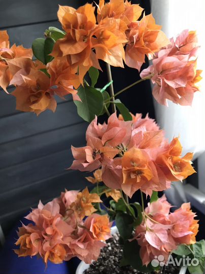 Бугенвиллея