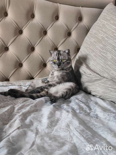 Шотландский вислоухий кот для вязки