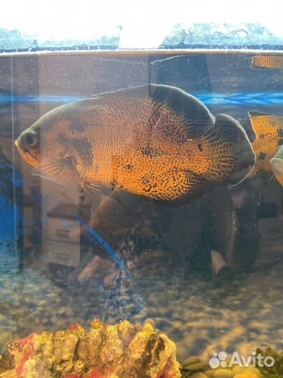 Рыба Цеклиды