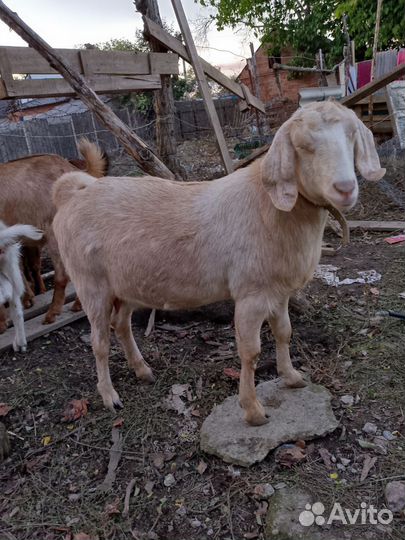 Продам Кози