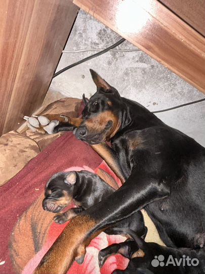 Щенки добермана