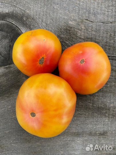 Рассада томаты гномы и коллекционные сорта