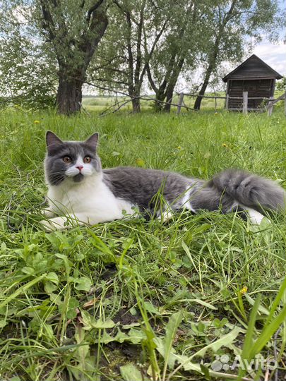 Вязка кошки
