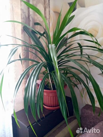 Панданус большой