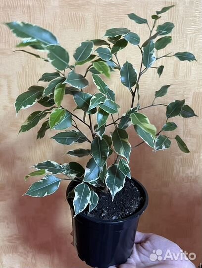 Фикус бенджамина