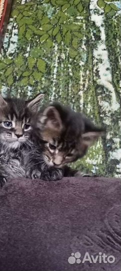 Котята мейн-кун