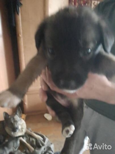 Щенки в добрые руки