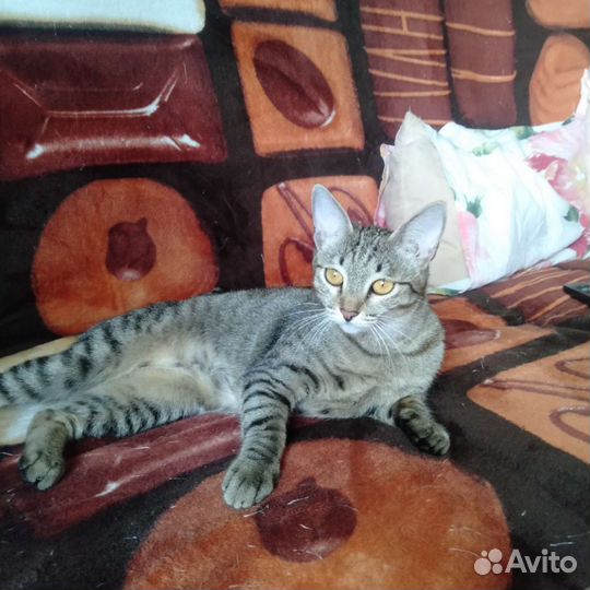 Кошка стерилизованная