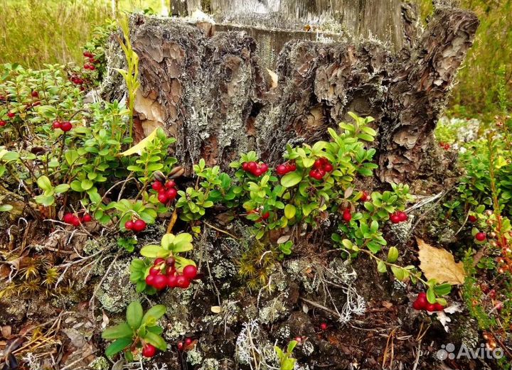 Сбор грибов, ягод