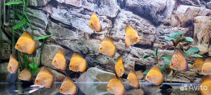 Дискусы мальки