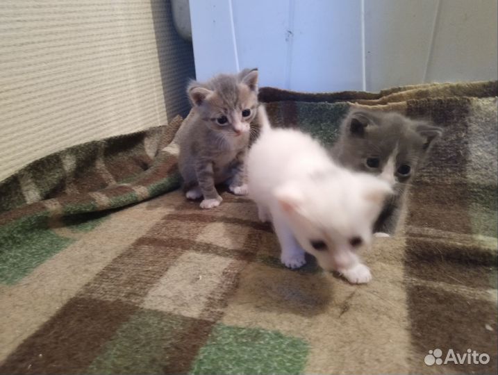 Отдам в добрые руки