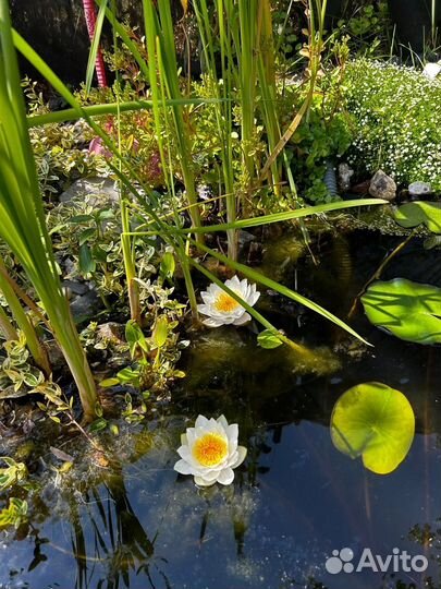 Водяная лилия (нимфея) белая