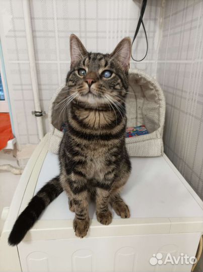 Отдадим в добрые руки котенка-Оскара