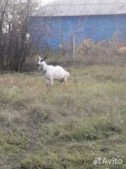 Козье молоко