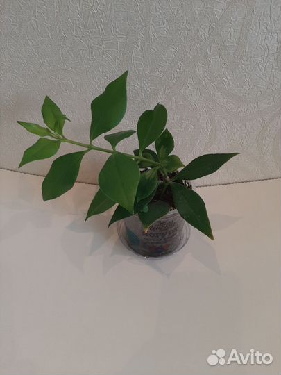 Эсхинантус