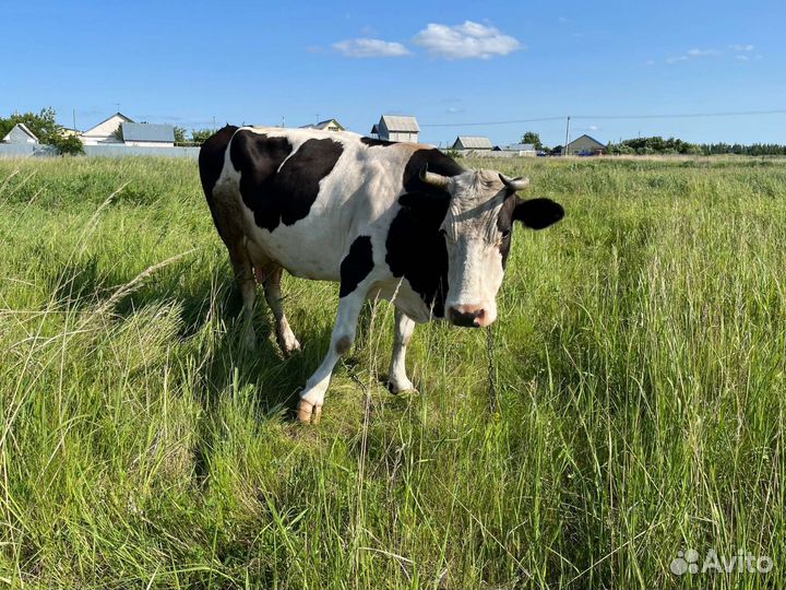 Корова дойная