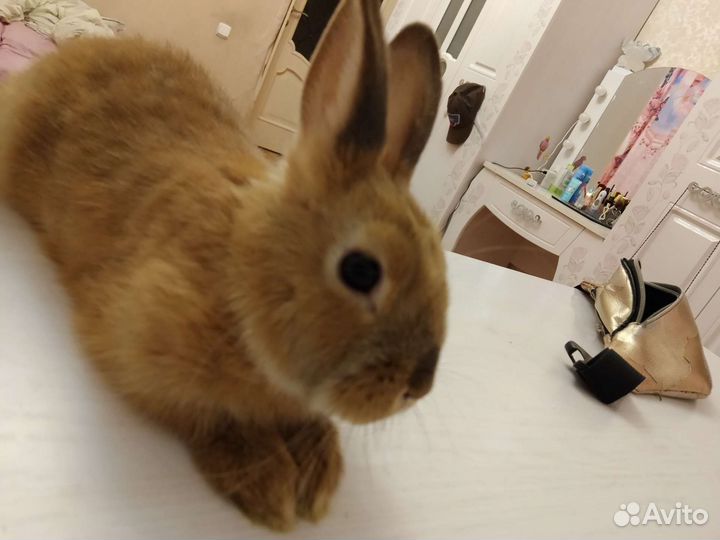 Декоративные кролики