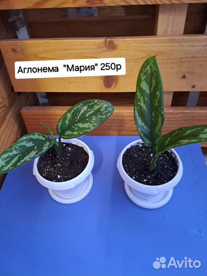 Цветы комнатные