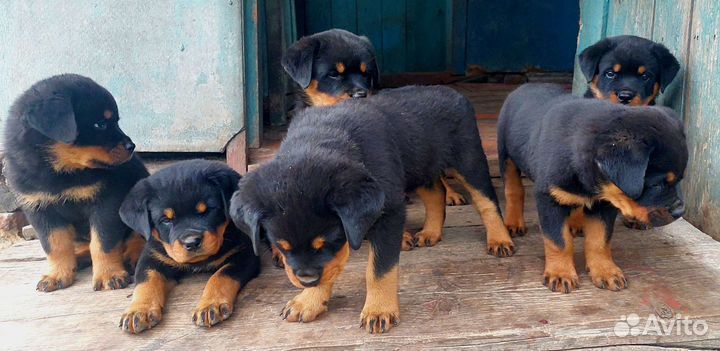 Щенки ротвейлера