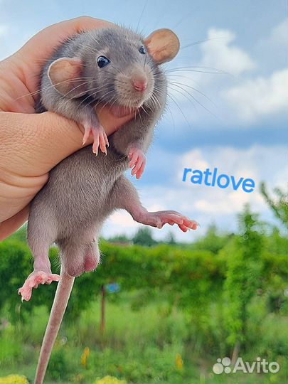 Крысята дамбо малыши от ratlove