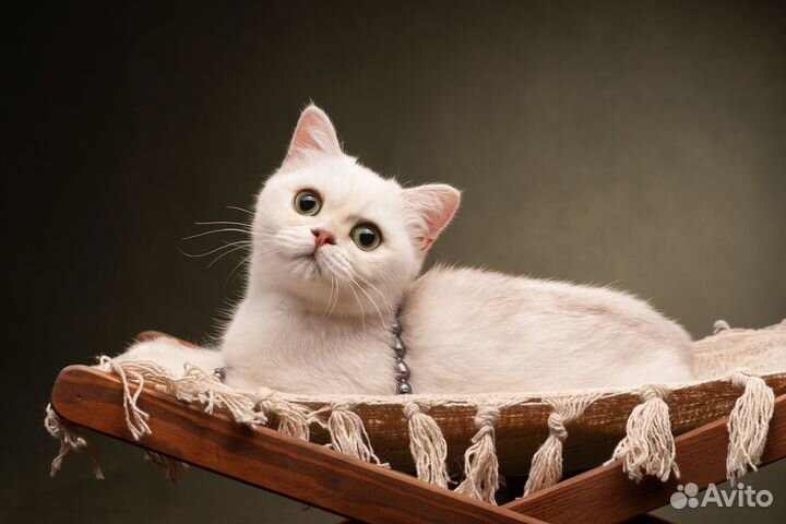 Британские мальчишки драгоценных окрасов - серебро