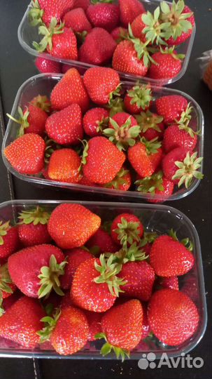 Клубника сладкая домашняя