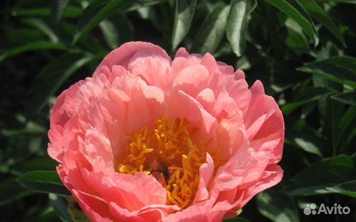 Пион Корал Шарм