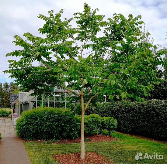 Саженцы маньчжурского ореха от 3лет и старше