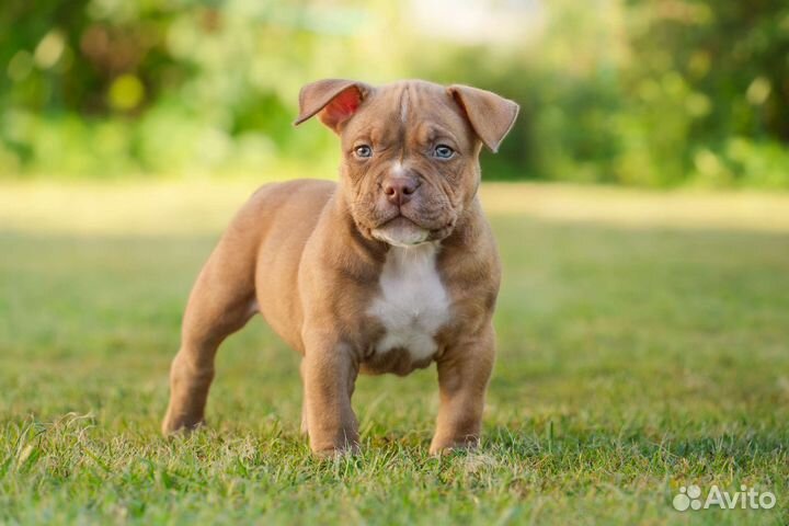 Американский булли