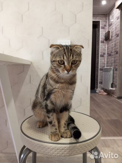 Шотландская вислоухая кошка бесплатно
