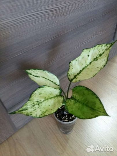 Аглаонема Липстикпинк,Гринлайт,Spotted star,Kiwi