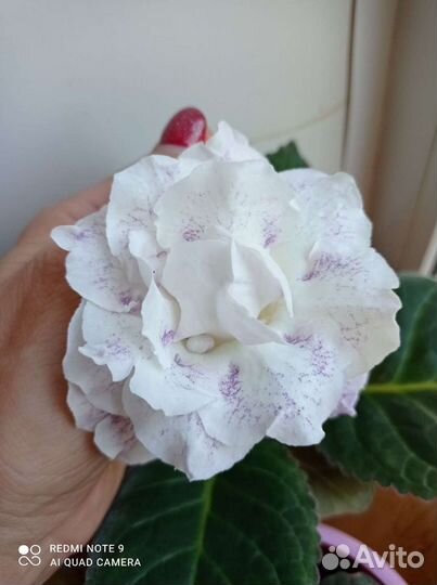 Глоксинии махровые