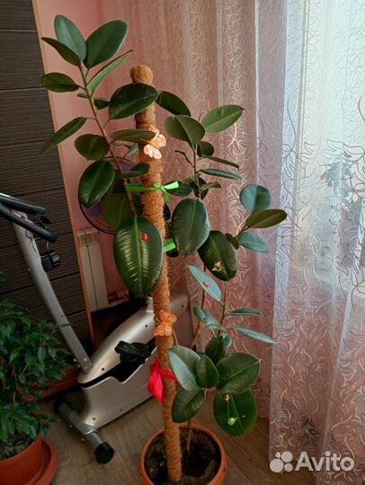 Фикус каучуконосный