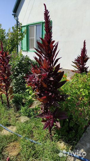 Амарант красный