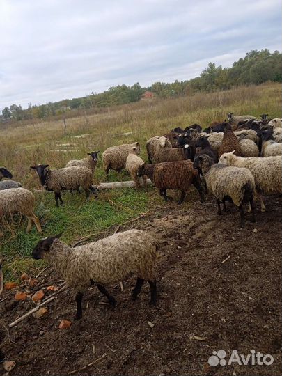 Животные,мясо, романовские овцы, баранина