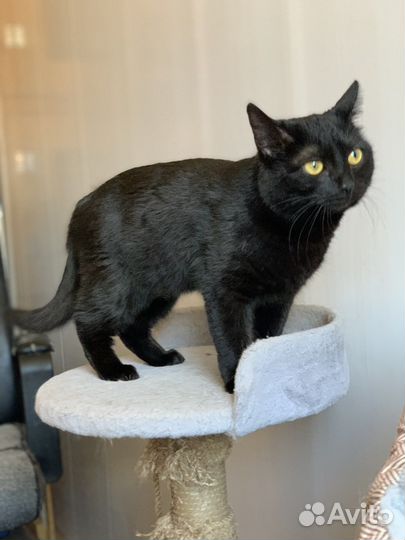 Кошки бесплатно