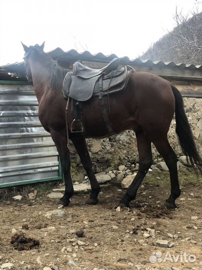 Продажа лошадей