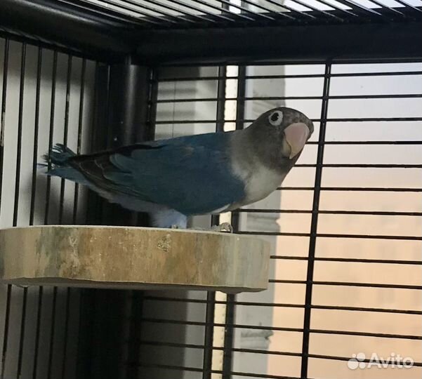 Масковый неразлучник