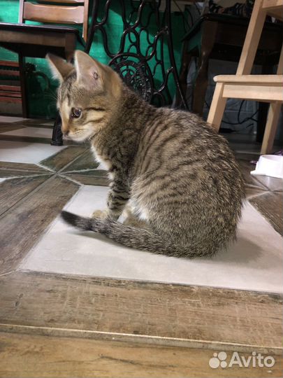 Котёнок безпородный