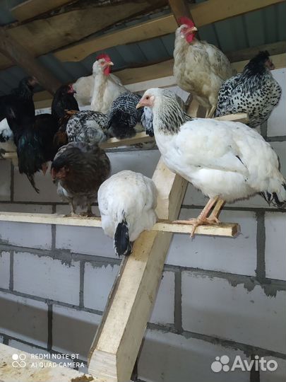 Инкубационное яйцо, цыплята