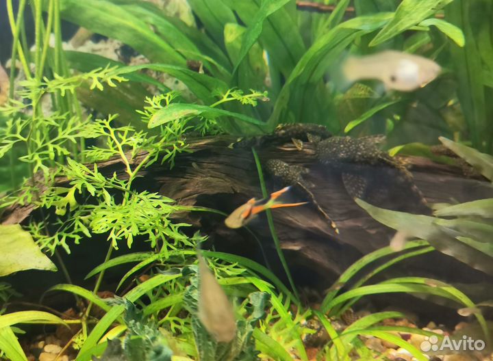 Гуппи Эндлера