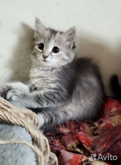 Кошки