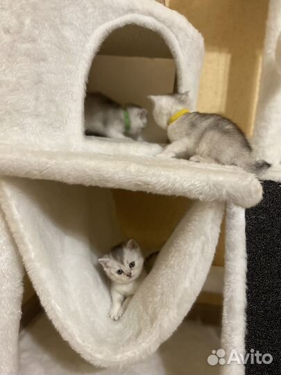 Серебристая тикированная шиншилла