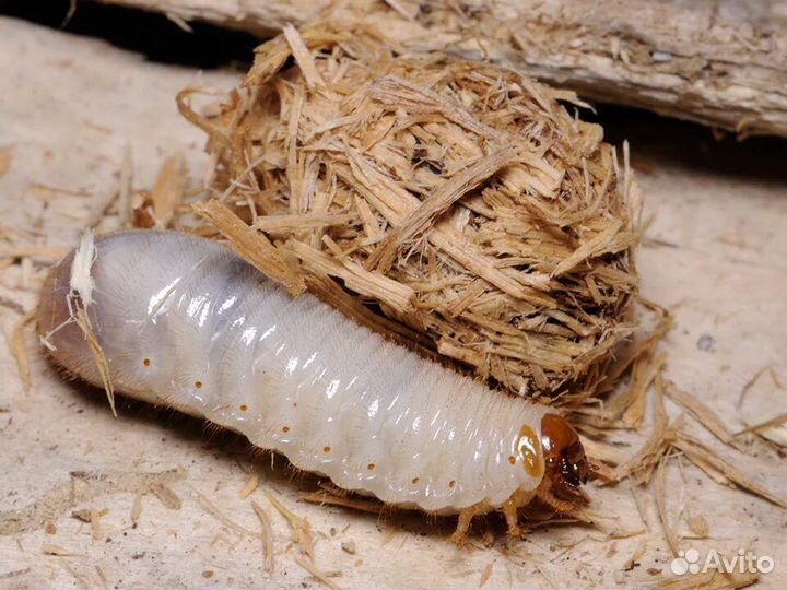 Кормовые насекомые для самостоятельного разведения