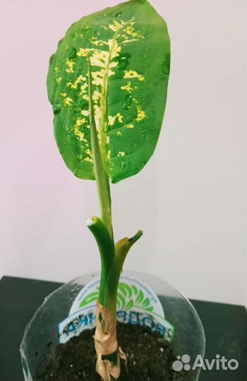 Диффенбахия, комнатные растения