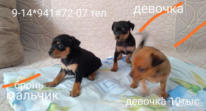 Той-терьер щенки