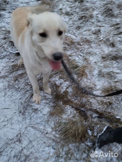 Лабладор в добрые руки